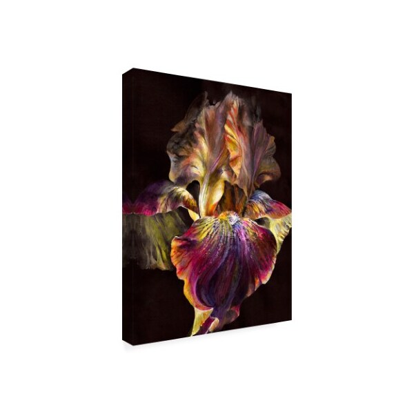 Trademark Fine Art PhotoINC Studio 'Iris On Black' Canvas Art, 18x24 - IC01159-C1824GG
