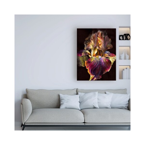 Trademark Fine Art PhotoINC Studio 'Iris On Black' Canvas Art, 18x24 - IC01159-C1824GG
