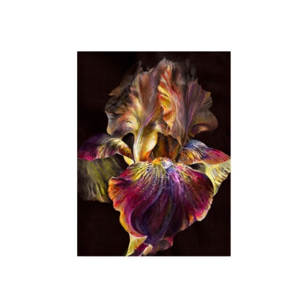 Trademark Fine Art PhotoINC Studio 'Iris On Black' Canvas Art, 18x24 - IC01159-C1824GG