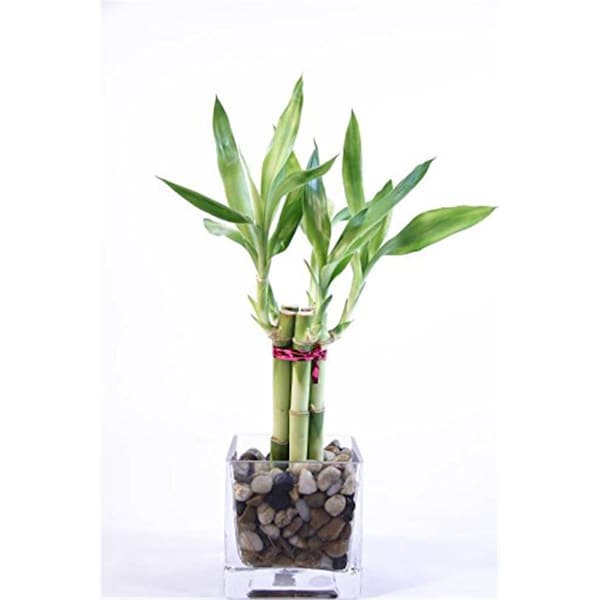 Vista 4 in. Good Health Bamboo Arrangment - VI2626624