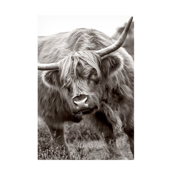 Trademark Fine Art Jacky Parker 'The Bull' Canvas Art, 12x19 - 1X14096-C1219GG