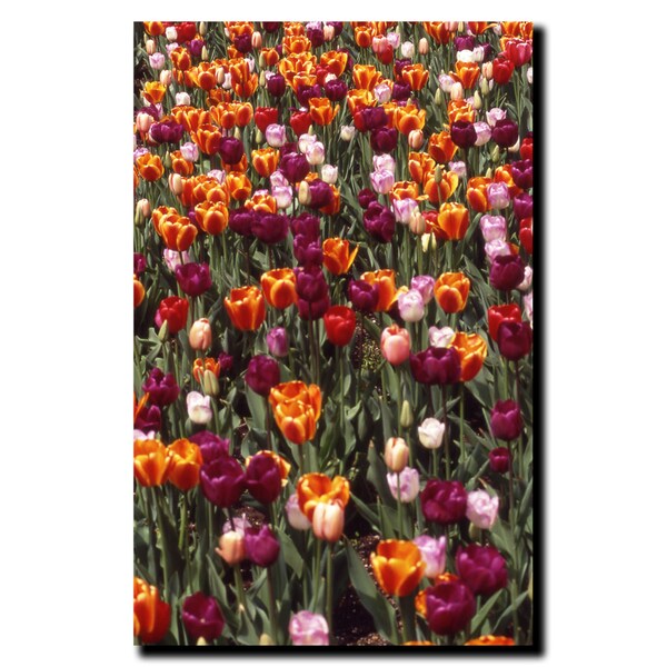 Trademark Fine Art Multi-Colored Tulips by Kurt Shaffer-Gallery Wrapped 18x24, 18x24 - KS183-C1824GG