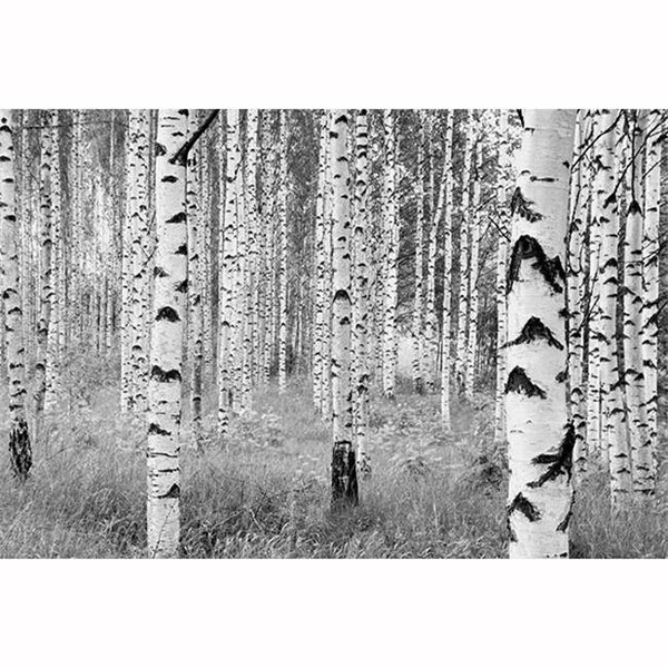 Brewster Home Fashions Brewster Home Fashions XXL4-023 Birch Forest Wall Mural - 145 in. - XXL4-023