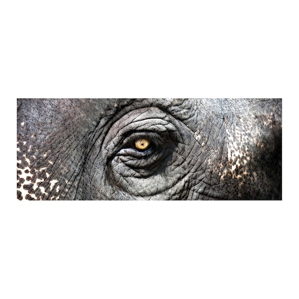 Elk Studio Elephant Study Exclusive Gianni Rusconi Print on Canvas - 146-025