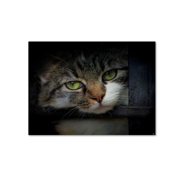 Trademark Fine Art Jai Johnson 'Behind Bars' Canvas Art, 35x47 - ALI13790-C3547GG