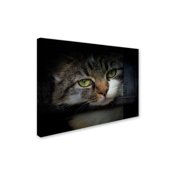 Trademark Fine Art Jai Johnson 'Behind Bars' Canvas Art, 35x47 - ALI13790-C3547GG