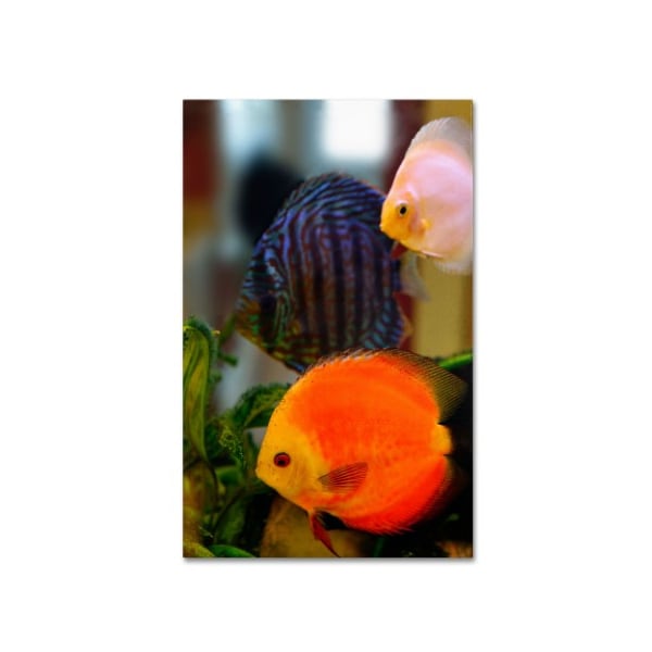 Trademark Fine Art Kurt Shaffer 'Multi-colored Discus' Canvas Art, 30x47 - KS108-C3047GG