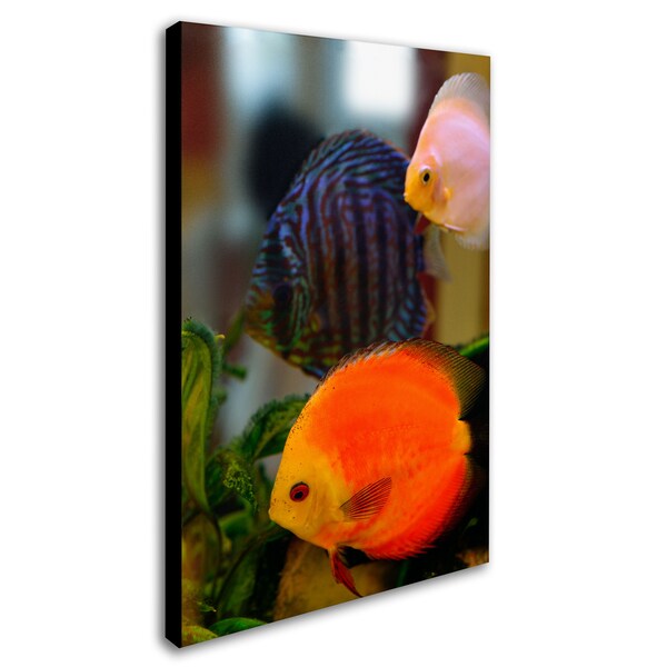 Trademark Fine Art Kurt Shaffer 'Multi-colored Discus' Canvas Art, 30x47 - KS108-C3047GG
