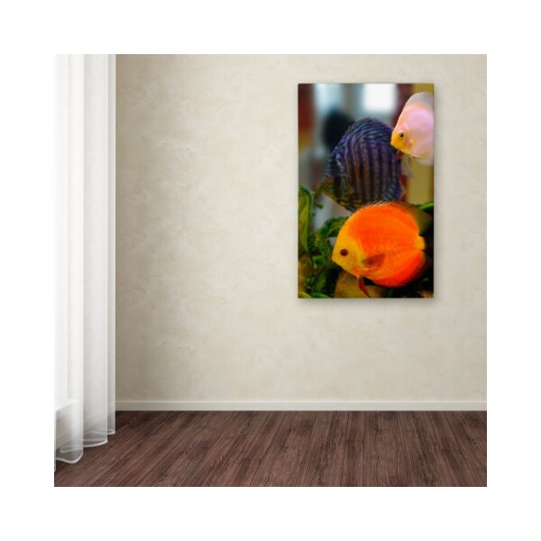 Trademark Fine Art Kurt Shaffer 'Multi-colored Discus' Canvas Art, 30x47 - KS108-C3047GG