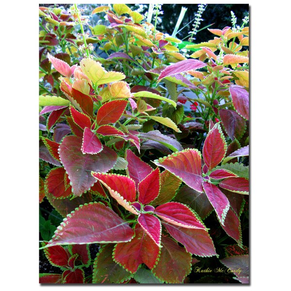 Trademark Fine Art Kathie McCurdy, 'Magical Garden I' Canvas Art, 24x32 - KM082-C2432GG
