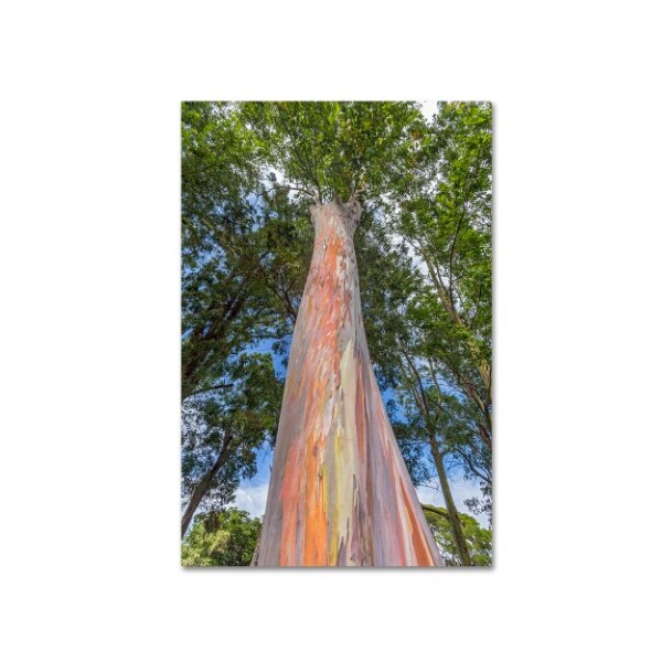 Trademark Fine Art Pierre Leclerc 'Rainbow Tree' Canvas Art, 22x32 - PL0290-C2232GG