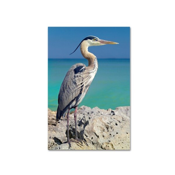 Trademark Fine Art Mike Jones Photo 'Blue Heron' Canvas Art, 12x19 - ALI17907-C1219GG