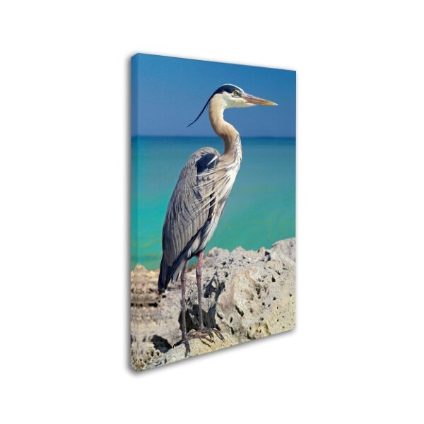 Trademark Fine Art Mike Jones Photo 'Blue Heron' Canvas Art, 12x19 - ALI17907-C1219GG