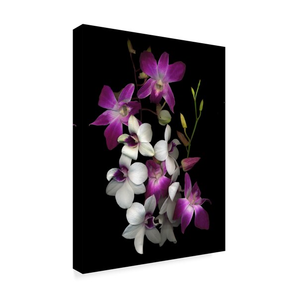 Trademark Fine Art Susan S. Barmon 'Dendrobium Orchids' Canvas Art, 35x47 - ALI34491-C3547GG