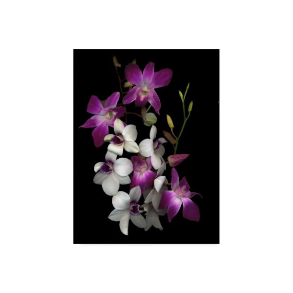 Trademark Fine Art Susan S. Barmon 'Dendrobium Orchids' Canvas Art, 35x47 - ALI34491-C3547GG