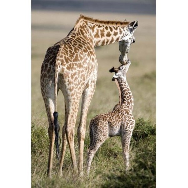 Rlm Distribution Masai giraffe - Giraffa camelopardalis tippelskirchi with its calf  Masai Mara National Reserve  Kenya Poster Print by  - 16 x 24 - HO207153