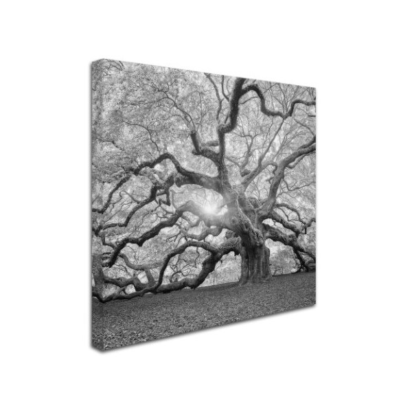 Trademark Fine Art Moises Levy 'The Tree Square-BW 2' Canvas Art, 18x18 - ALI6050-C1818GG