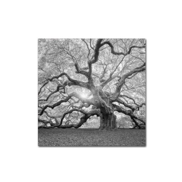 Trademark Fine Art Moises Levy 'The Tree Square-BW 2' Canvas Art, 18x18 - ALI6050-C1818GG