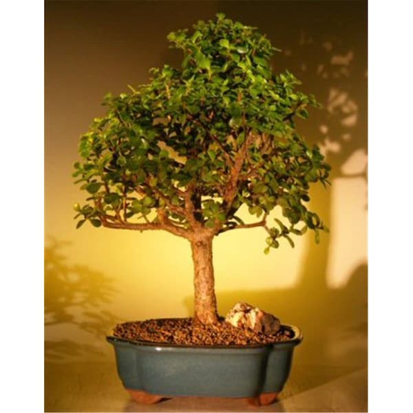Paisaje Baby Jade Bonsai Tree - Portulacaria Afra - Extra Large - PA2806487
