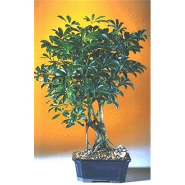Paisaje Hawaiian Umbrella Bonsai Tree - Arboricola Schefflera Luseanne - Medium - 1690388