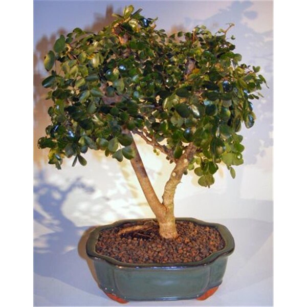 Paisaje Flowering Campeche Bonsai Tree - Haematoxylum Campechianum - Large - PA2802594