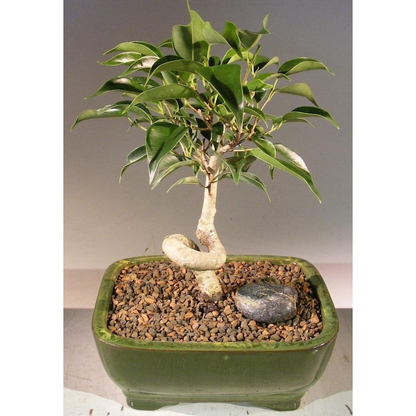 Paisaje Oriental Ficus Bonsai Tree with Coiled Trunk - Ficus Benjamina Orientalis - Small - PA2804889