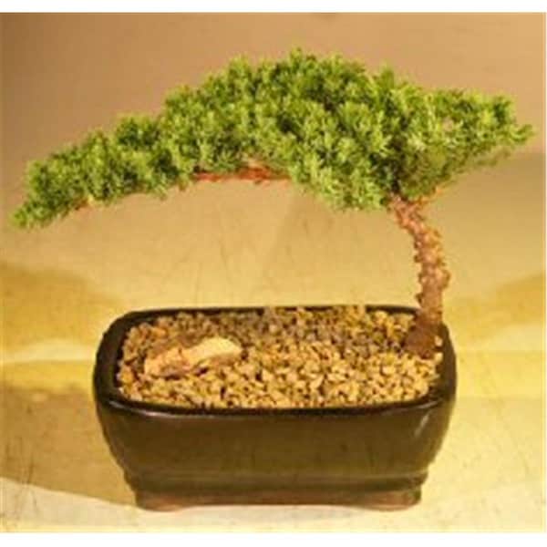 Paisaje Juniper Bonsai Tree - Juniper Procumbens Nana - Small - PA2807761
