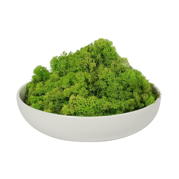 Dare2Decor 9 lbs Preserved Reindeer Moss, Apple Green - DA3258752