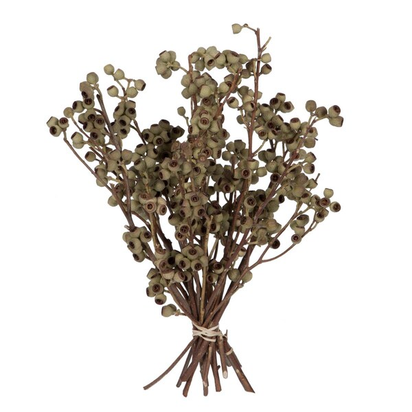 Vickerman 14 x 1-3 in. Ambernut Branch Bunch, Natural - 20 Piece - H1ABN000