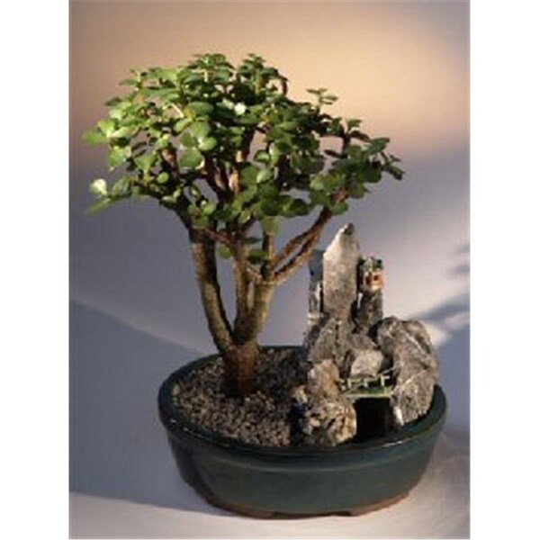 Paisaje Baby Jade Bonsai Tree - Stone Landscape Scene - Portulacaria Afra - PA2802601