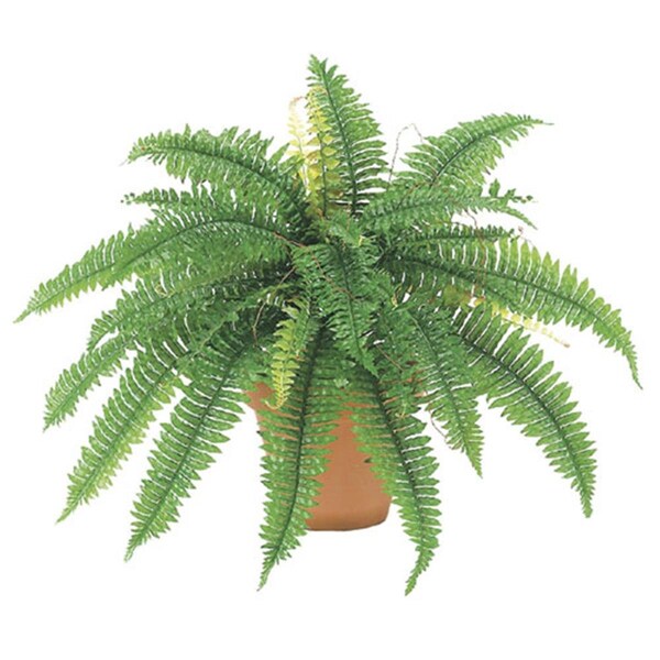Allstate 22 Inch Boston Fern Bush x32, 6PK - PBF623-