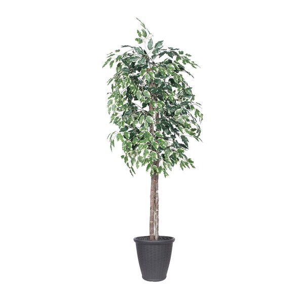 Dare2Decor 6 ft. Variegated Ficus Tree with Round Grey Basket, Green & White - DA3254616