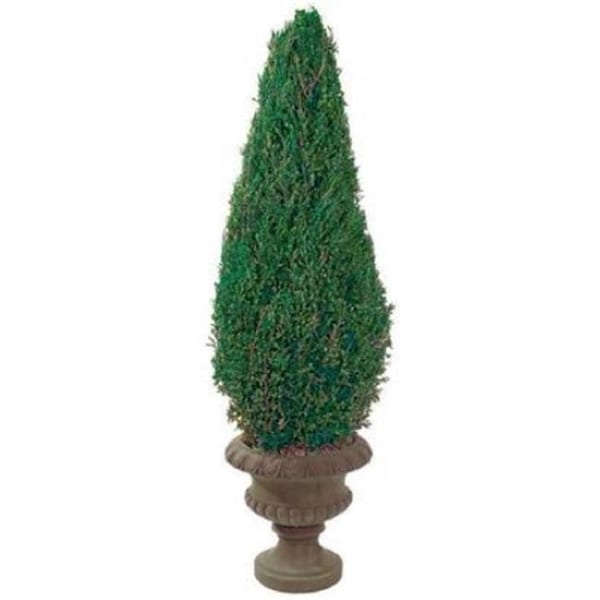 Forever Green Art Forever Green Art CON050C 50 in. Preserved Cone in Paper Mache Pot - CON050C