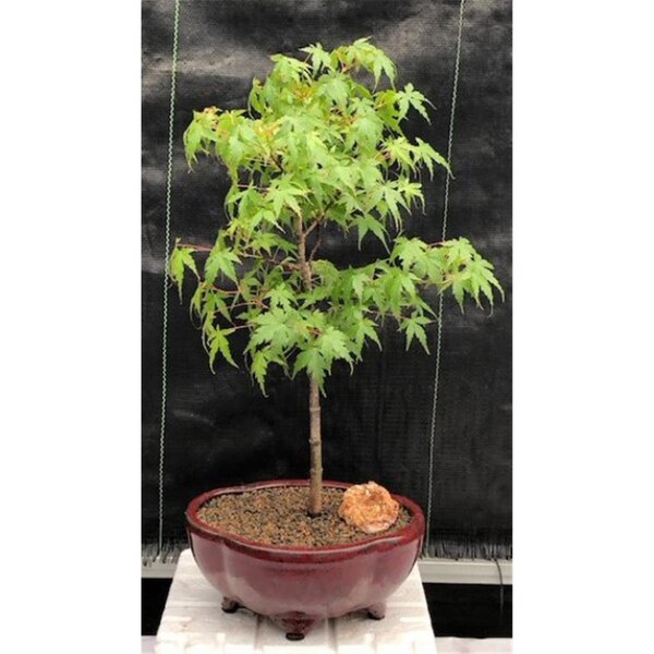 Configuracion Acer Palmatum Dwarf Dwarf Japanese Green Maple Bonsai Tree - CO2203505