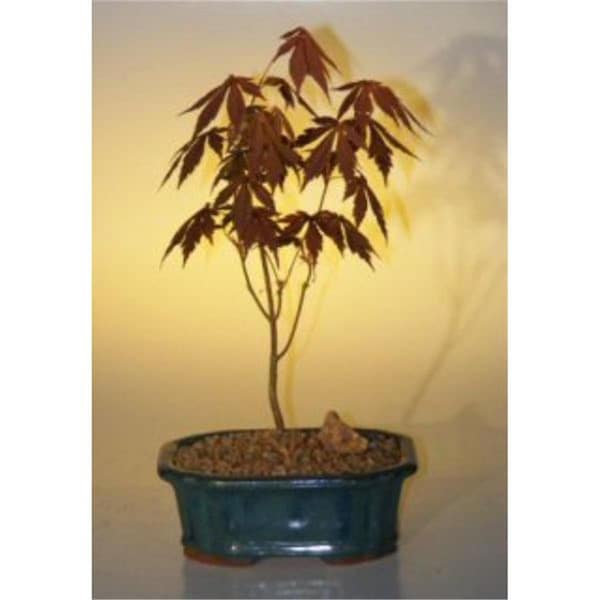 Paisaje Acer Palmatum Atropurpureum Japanese Maple Tree, Red - Small - PA2804908