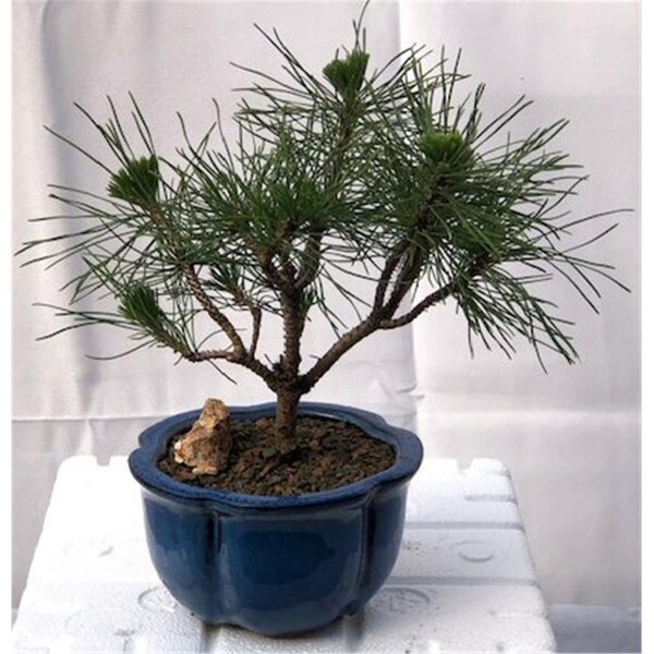 Paisaje Mugo Pine Bonsai Tree - Pinus Mugo Valley Cushion - Small - PA2529839