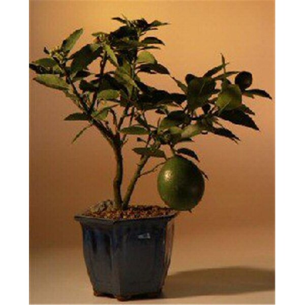 Paisaje Flowering Lemon Bonsai Tree - Meyer Lemon - PA2806760