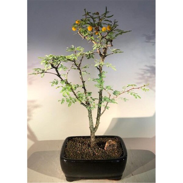 Paisaje Flowering Dwarf Sweet Acacia Bonsai Tree - Acacia Farnesiana - PA2806764
