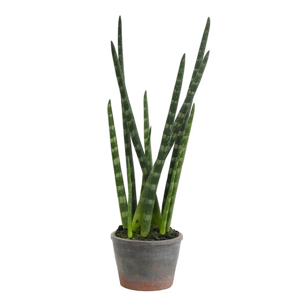 Dare2Decor 17 in. Green Tiger Tail Plant in Paper Pot - DA3246063