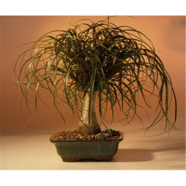 Paisaje Ponytail Palm Tree - Beaucamea Recurvata - Large - PA2803684