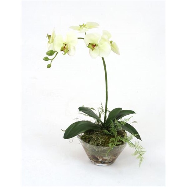 Distinctive Designs International Waterlook Cream-Green Phaleanopsis Orchid with Fern in Glass Bowl - 16148