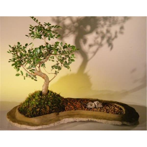 Paisaje Chinese Elm Bonsai Tree On Rock Slab - Ulmus Parvifolia - PA2803673