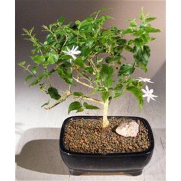 Paisaje Flowering Downy Jasmine - Jasminum Multiflorum - PA2803680