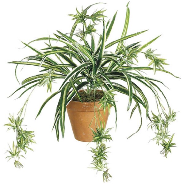Dwellingdesigns 34 Inch Spider Plant x80 - Green and White, 12PK - DW717397
