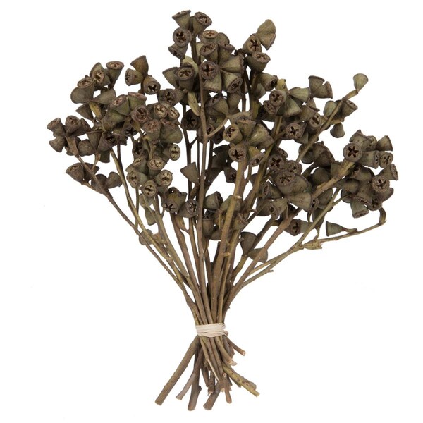 Dare2Decor 11 x 2-4 in. Conical Gum Branch Bunch Flowering Foliage, Natural - 20 Piece - DA2063433