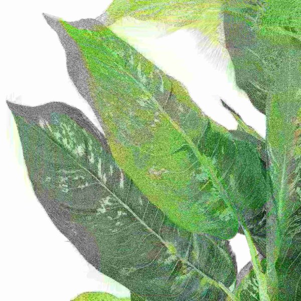 Nature Spring 40 In Artificial Dieffenbachia Plant - 560343CLL