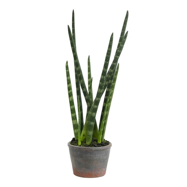 Vickerman 17 in. Green Tiger Tail Plant in Paper Pot - FE181801