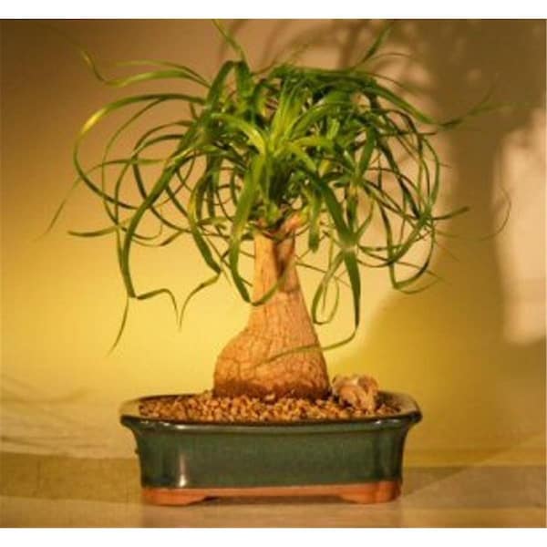 Configuracion Beaucamea Recurvata Ponytail Palm Bonsai Tree, Medium - CO2202897
