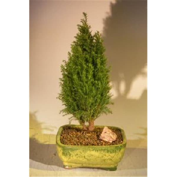 Paisaje European Cypress Evergreen Bonsai Tree - Chamaecypari Iawsoniana Ellwoodii - PA2803622