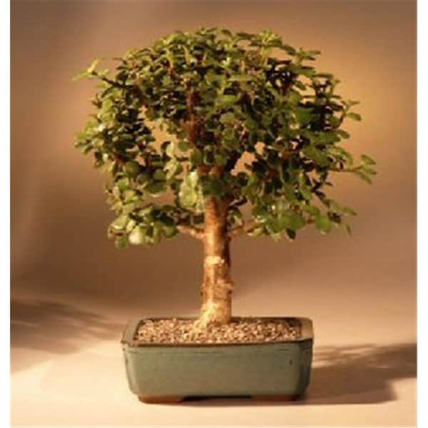 Paisaje Baby Jade Bonsai Tree - Complete Starter Kit - PA2810870